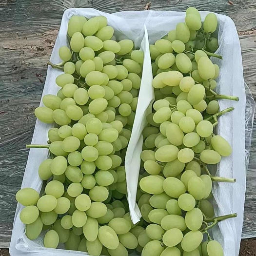  葡萄