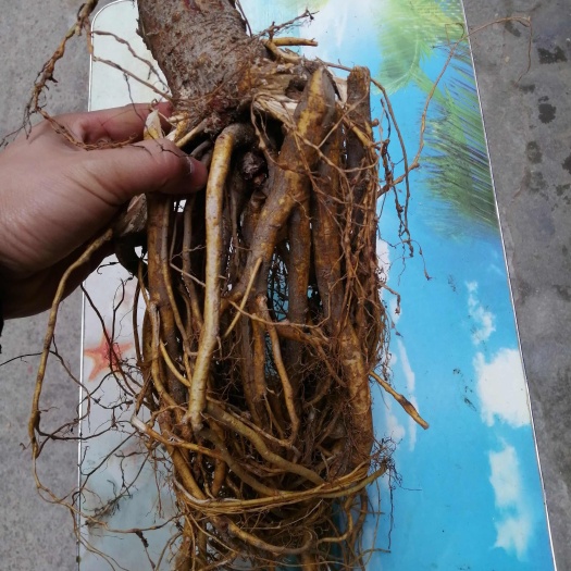 始兴县自然晾干无硫五指毛桃根干货煲汤靓货广东椰香清补凉药材自种老根