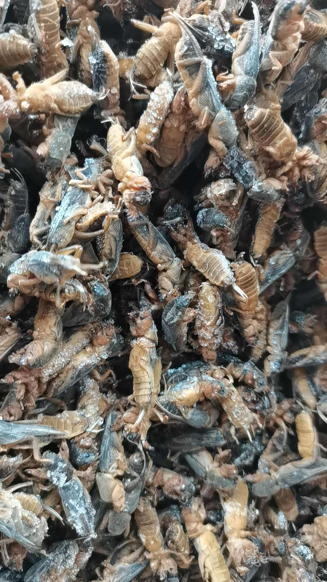 蝼蛄