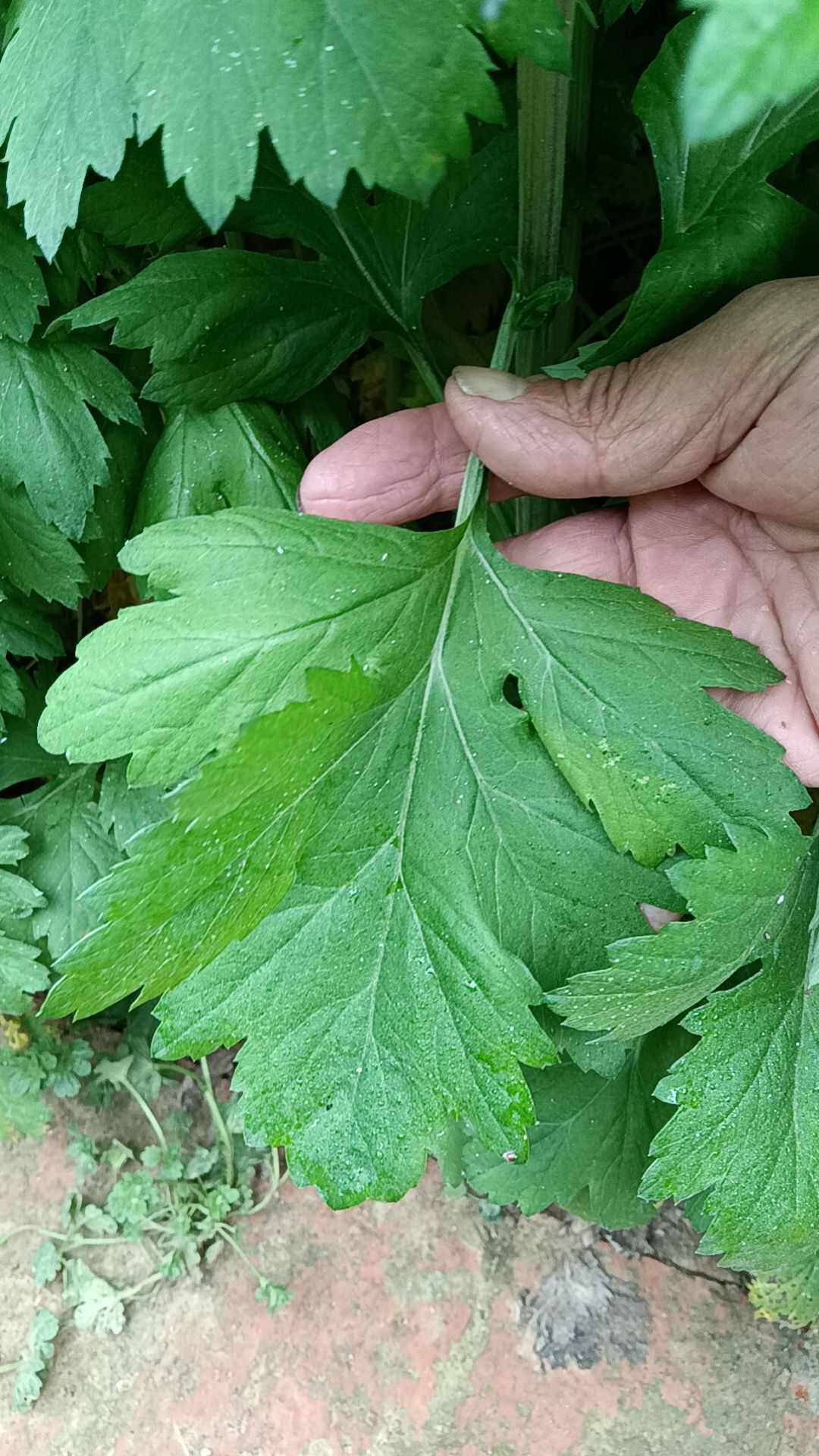 艾草苗大叶五尖成活力强高抗旱抗涝基地直发全程提供技术指导