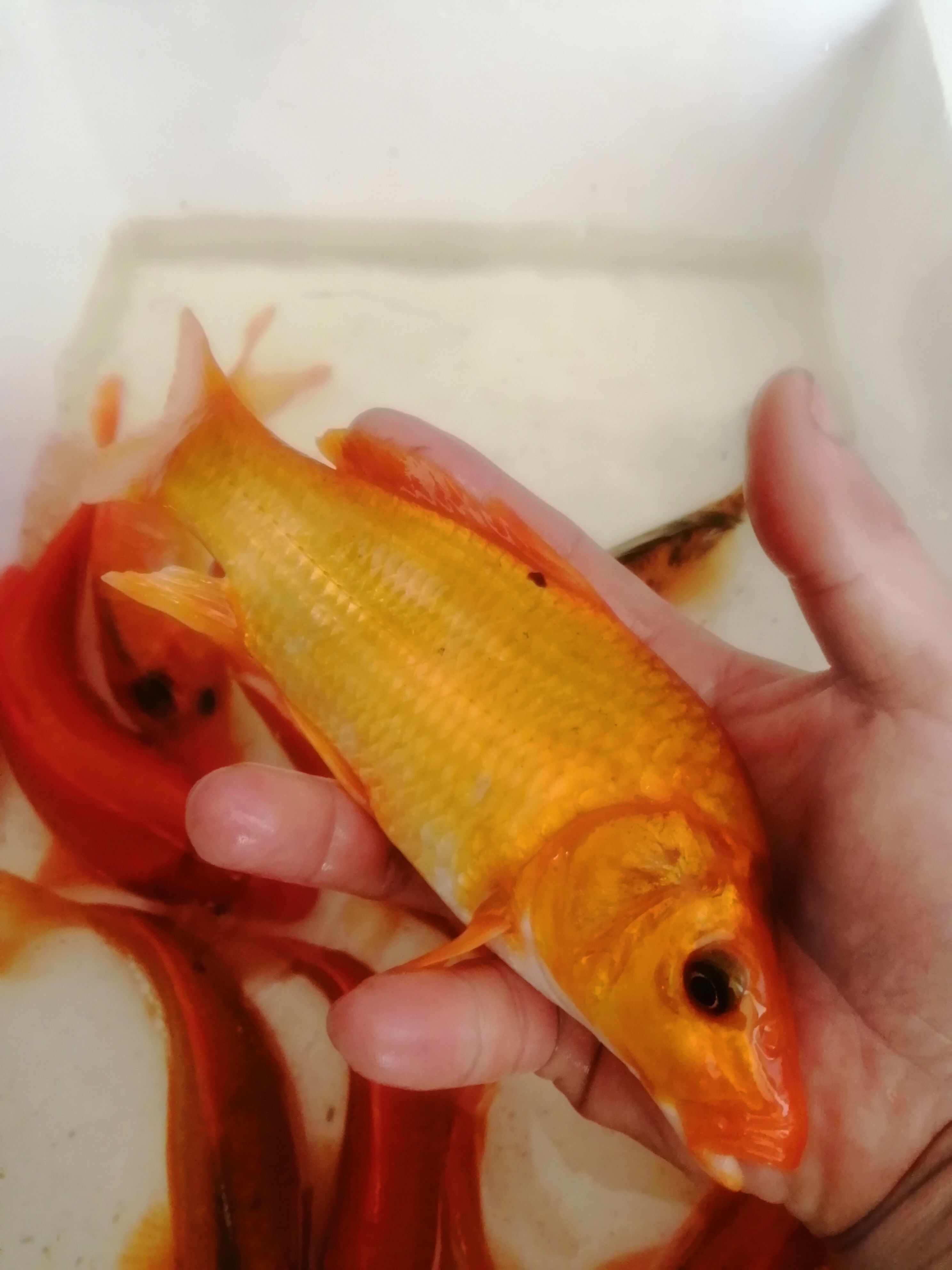 红鲤鱼苗，锦鲤鱼苗