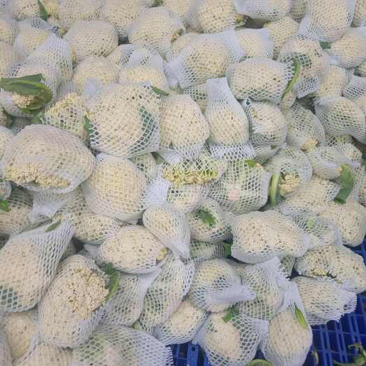 枝江市有机花，松花菜