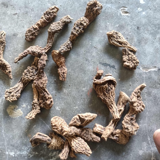 巫山射干