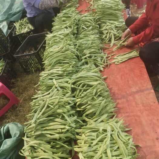陇川县大量出售无筋豆，大扁豆，缸豆