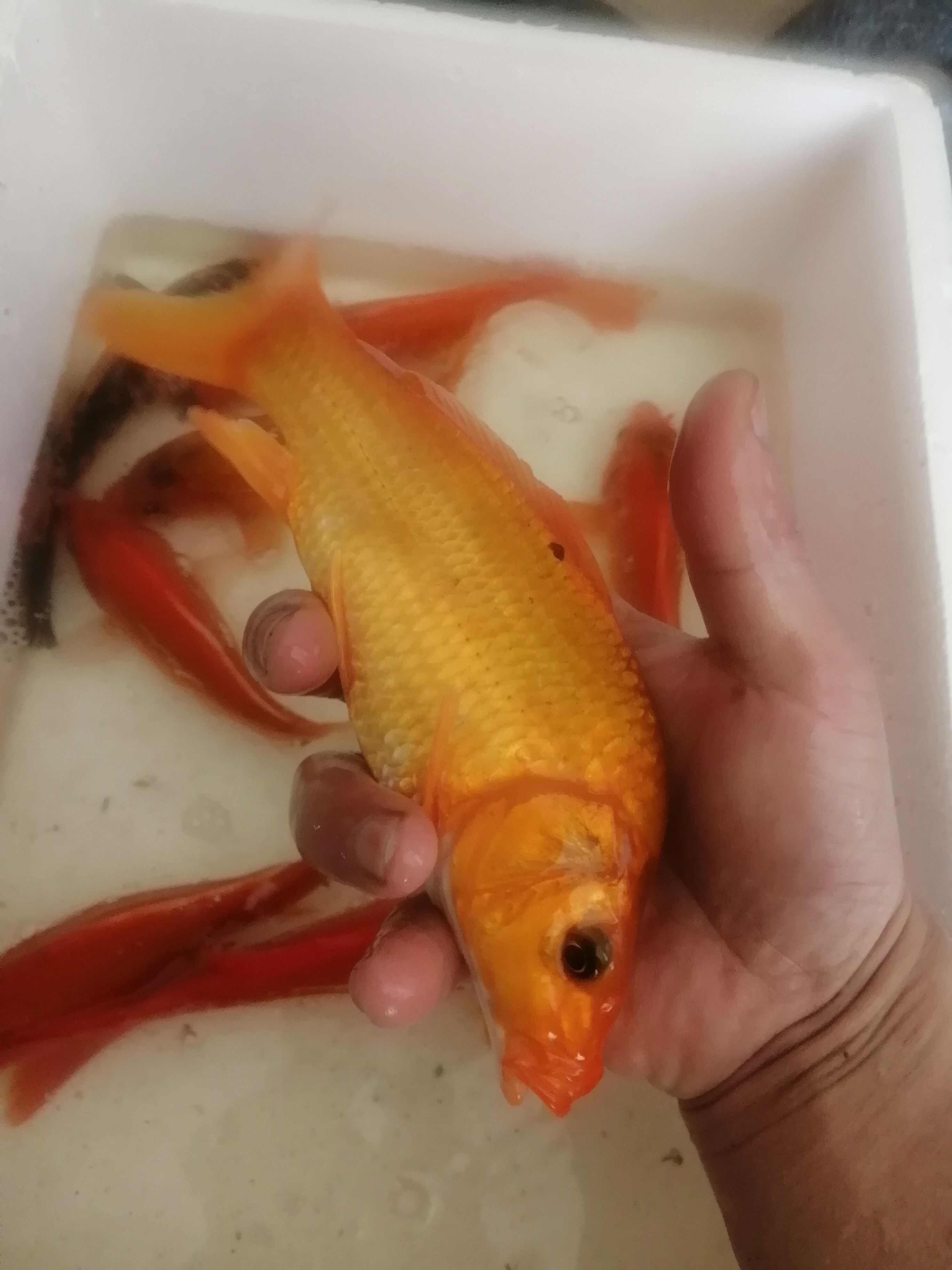 红鲤鱼苗，锦鲤鱼苗