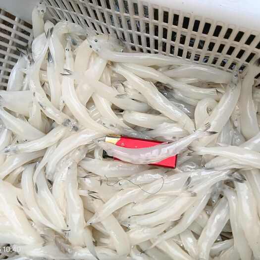 青岛精品肥条，解冻净重20.6斤，一斤55条左右，10-12规格