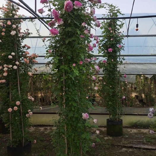 沭阳县3米高爬藤月季四季浓香型花卉
