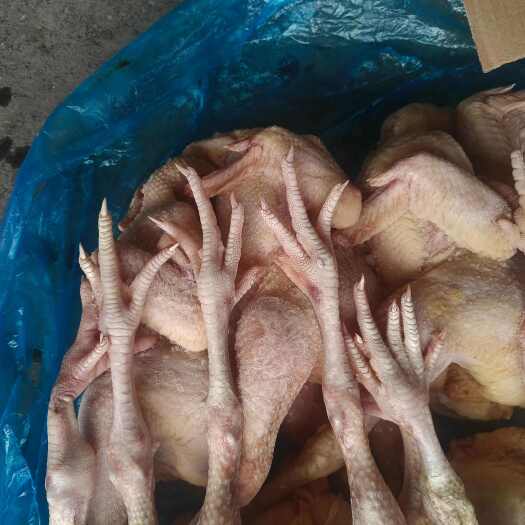 南宁白条三黄鸡