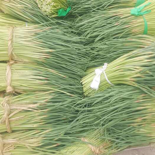 邳州市蒜苔紅蒜苔上市
