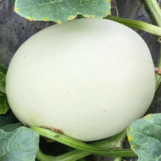上海冰淇淋玉菇甜瓜