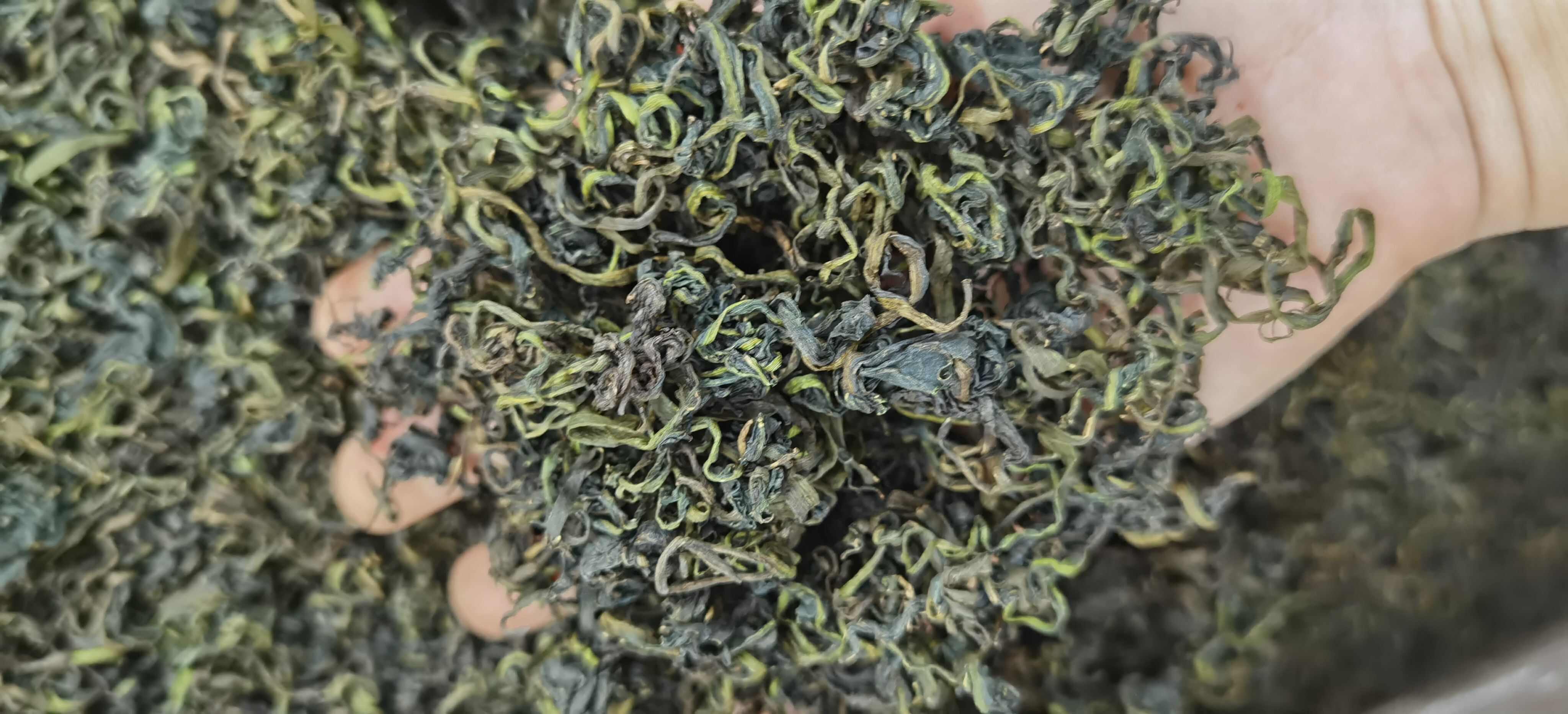 蒲公英茶 批發(fā)新貨蒲公英茶 顏色正綠色 量大價(jià)優(yōu)