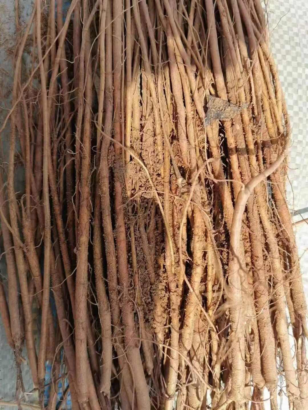 纯正乌拉尔红皮甘草苗子，甘草苷甘草酸成分全部符合药典标准
