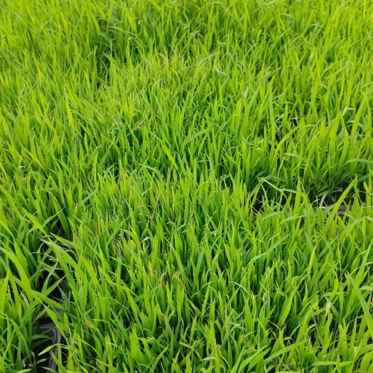 水稻秧苗