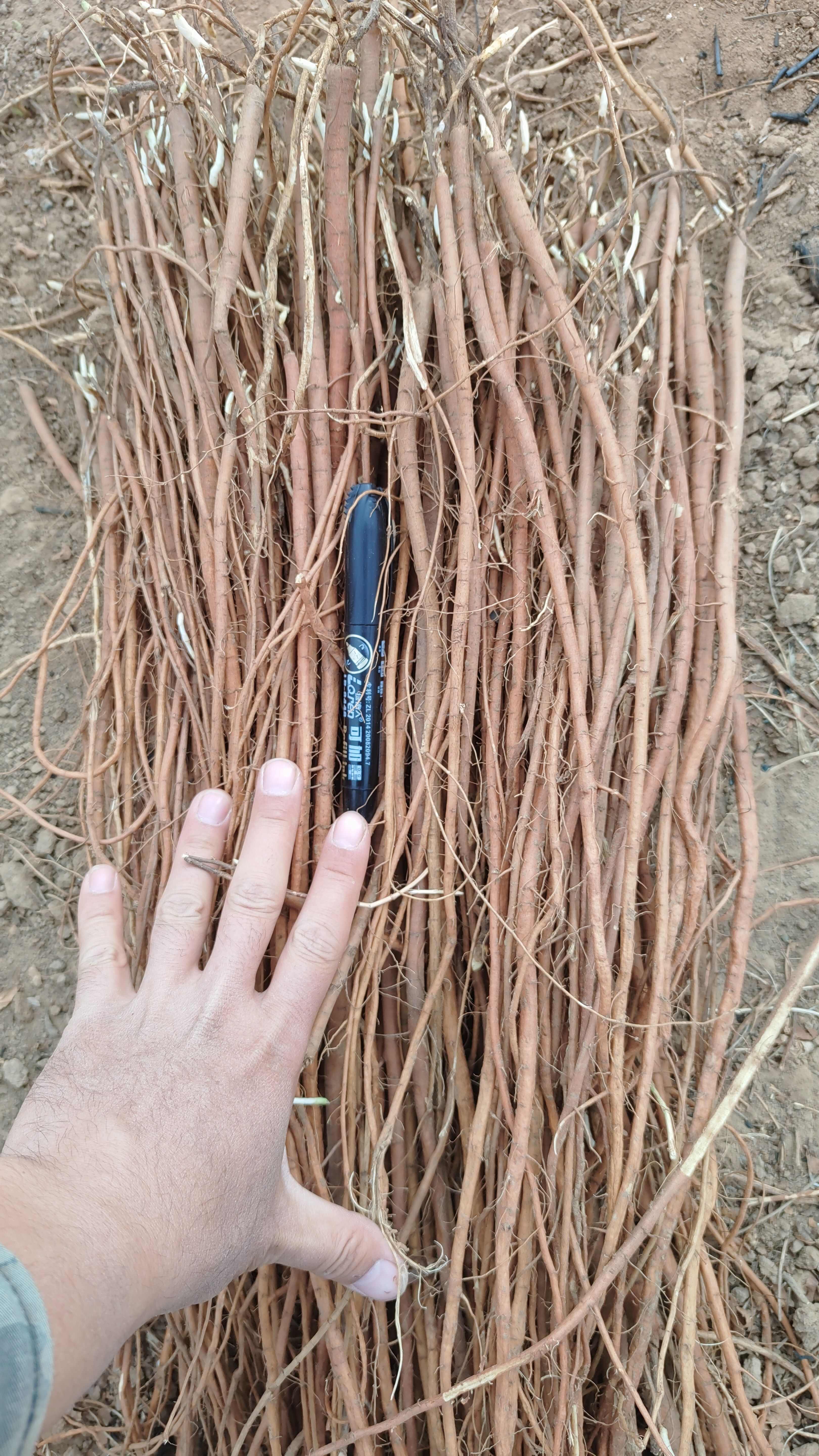 纯正乌拉尔红皮甘草苗子，甘草苷甘草酸成分全部符合药典标准