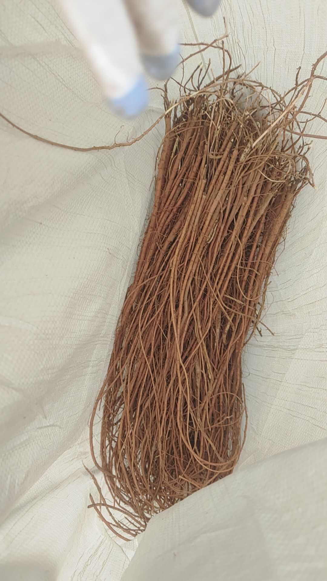 纯正乌拉尔红皮甘草苗子，甘草苷甘草酸成分全部符合药典标准