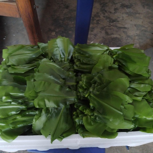  山野菜