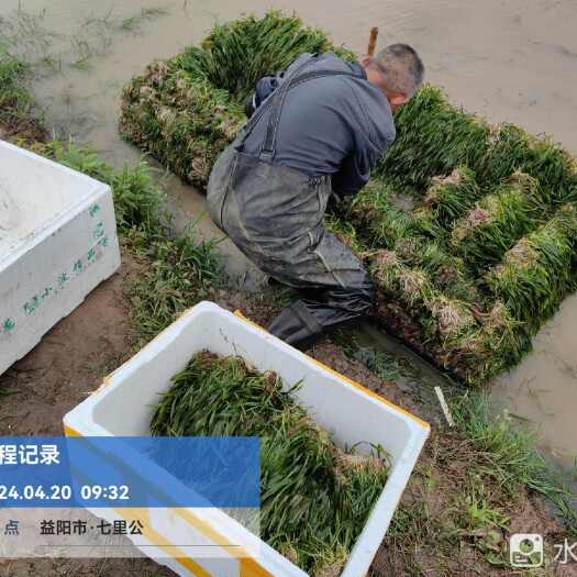  苦草