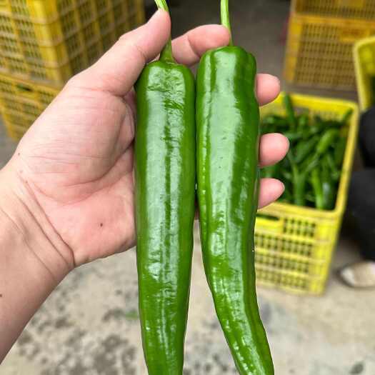 皮薄 辣味浓 口感好 椒型粗大 抗性强 青秀二号尖椒种子