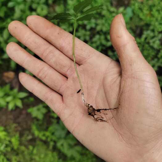 利川市竹节参苗子2年的，林下育苗，抗病强，没打过药