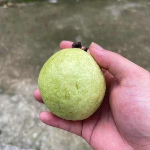 遂溪县芭乐番石榴