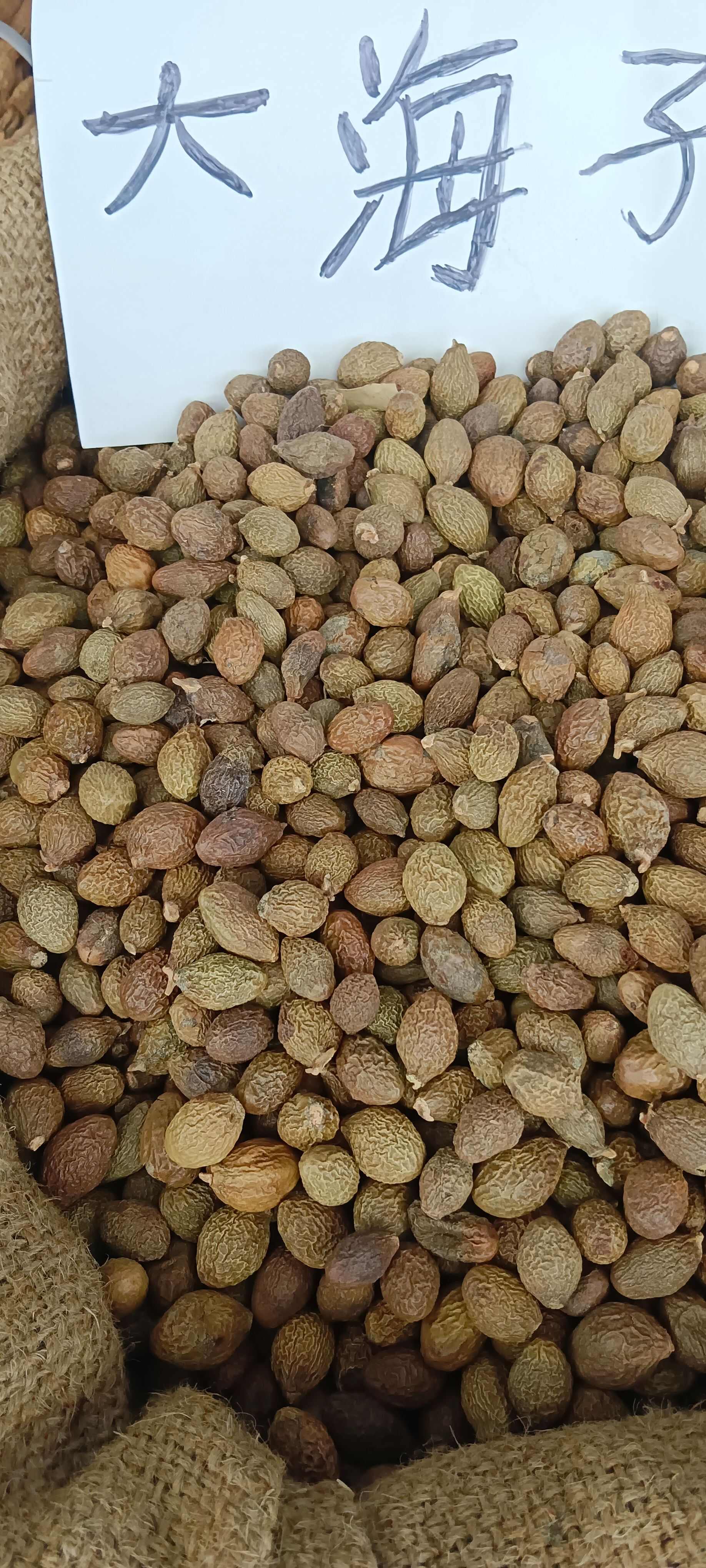 胖大海，大海子，中药材胖大海，源头厂家直销，