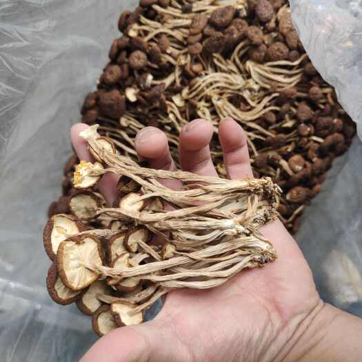 2024年新货茶树菇未开伞 食用菌干货 短柄