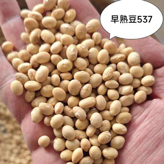 天门市【湖北黄豆】早熟豆537、大颗粒冀豆、手工中黄