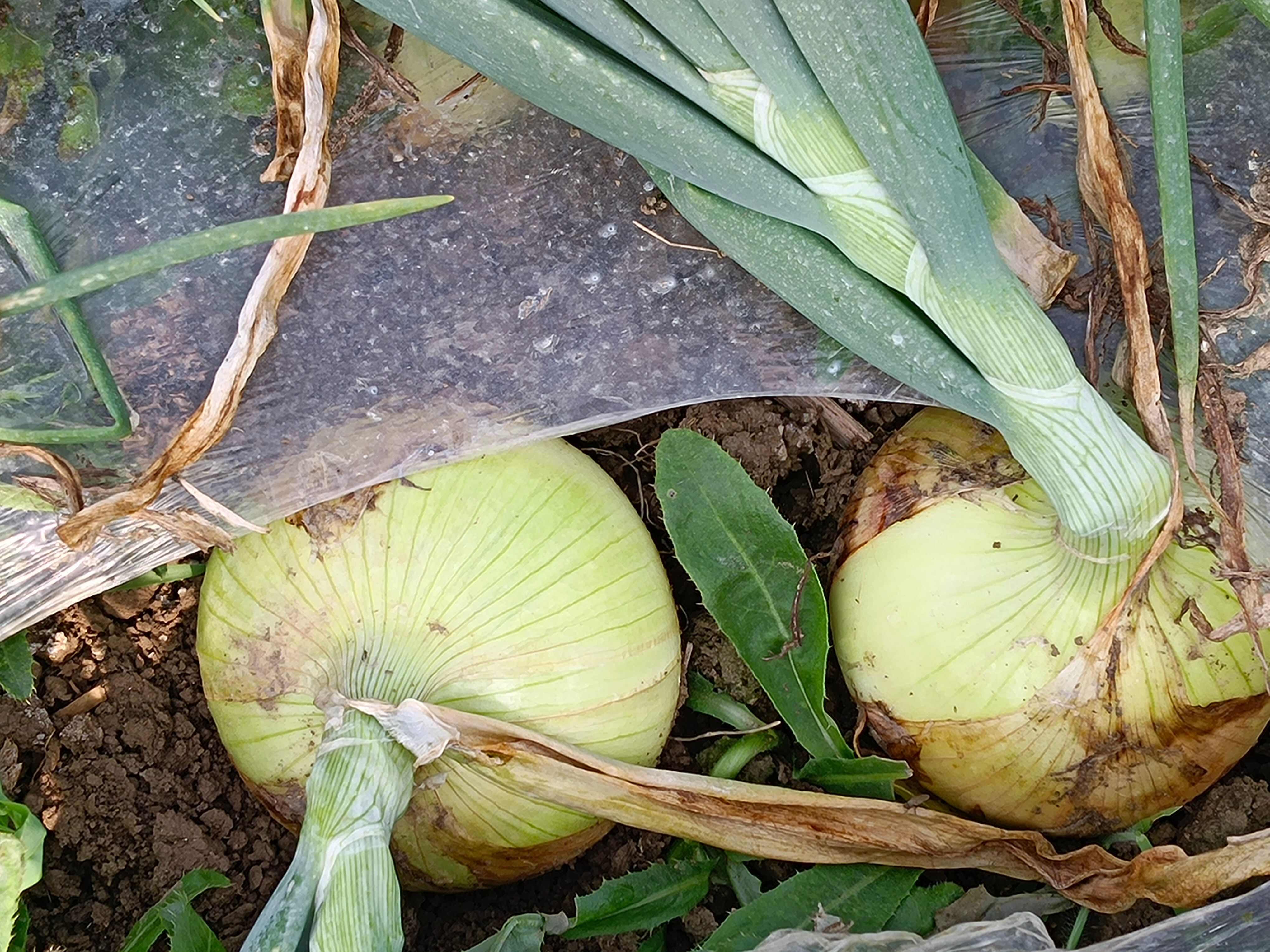 黃洋蔥，農(nóng)家現(xiàn)挖，新鮮精選，基地直發(fā)量大優(yōu)惠