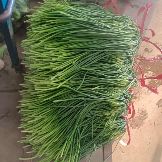 邯郸永年蒜苔