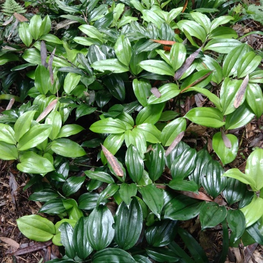 雅安天然玉竹种苗   块茎