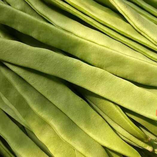 商河县扁青芸豆
