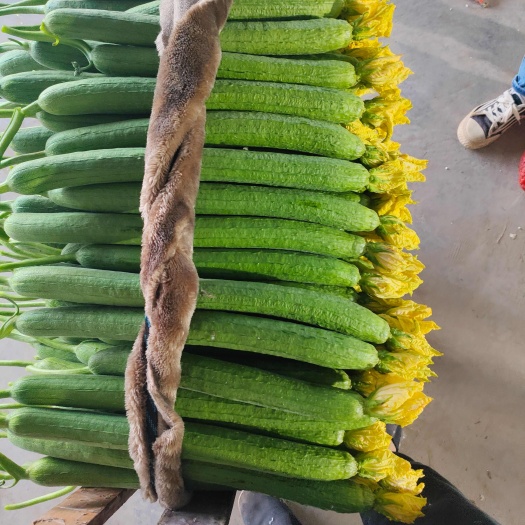 濮阳县精品鲜花丝瓜