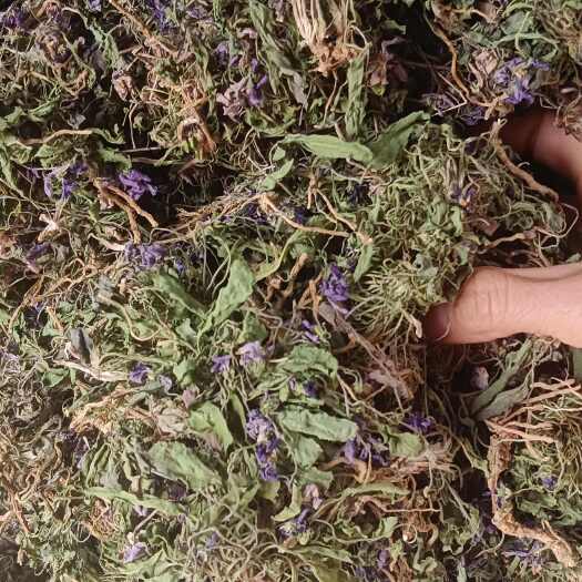 玉林紫花地丁，中药材紫花地丁，源头好货，新货