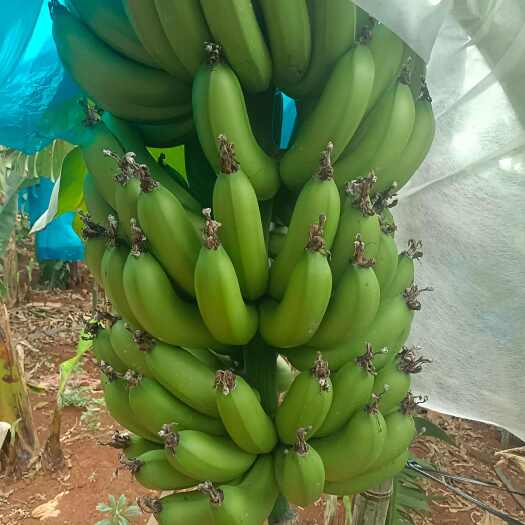 亚热带水果之一徐闻县万亩香蕉全面上市欢迎各位老板洽联一条龙服