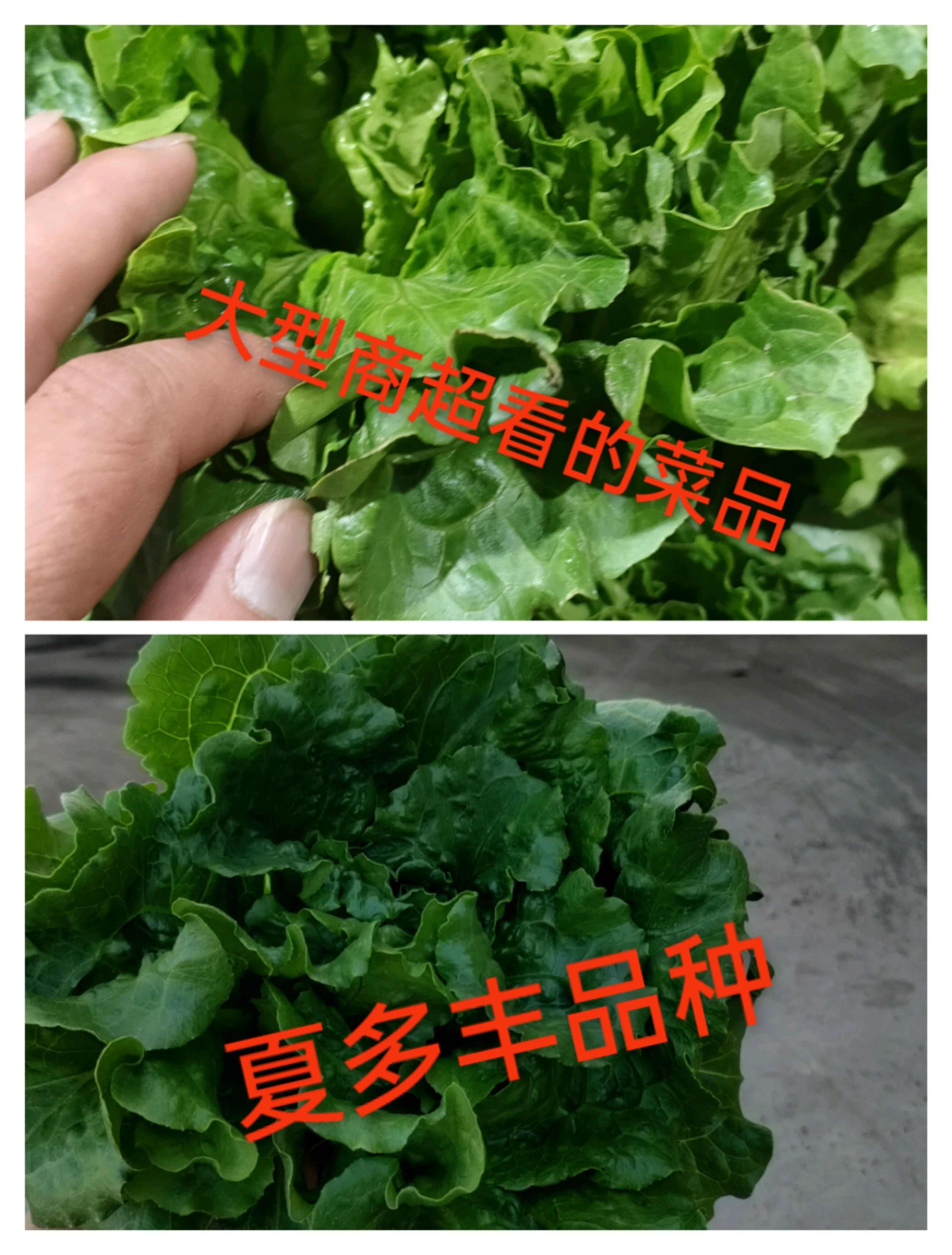 耐热生菜种子耐热耐抽薹颜色绿，品相好不苦涩口感清脆