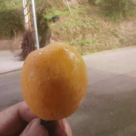  五月脆李