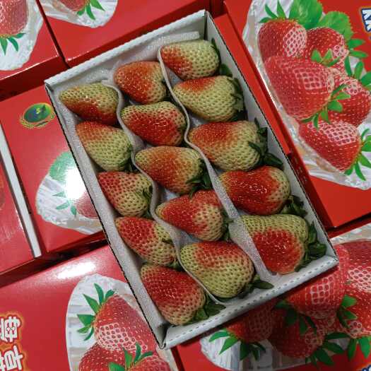 云南四季双流草莓，商用糖葫芦烘焙茶饮