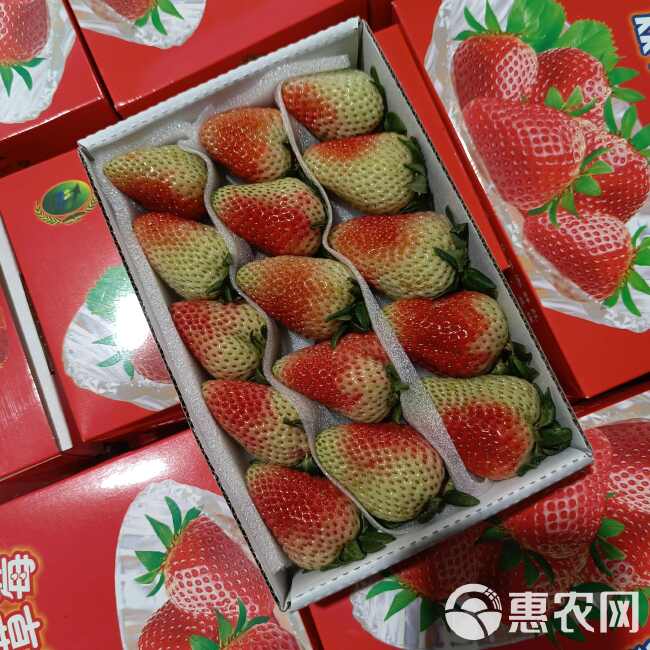 云南四季双流草莓基地直供，商用糖葫芦烘焙茶饮