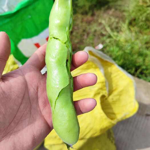 慈溪市优质浙江蚕豆