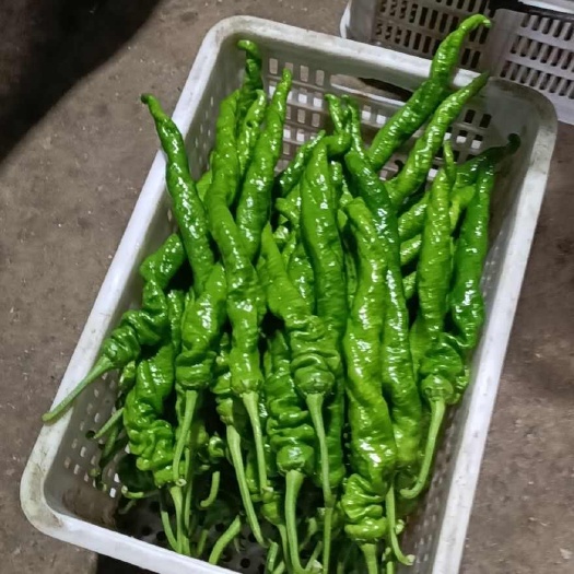 兰陵县优质螺丝椒线椒薄皮椒皱皮椒，各种蔬菜齐全