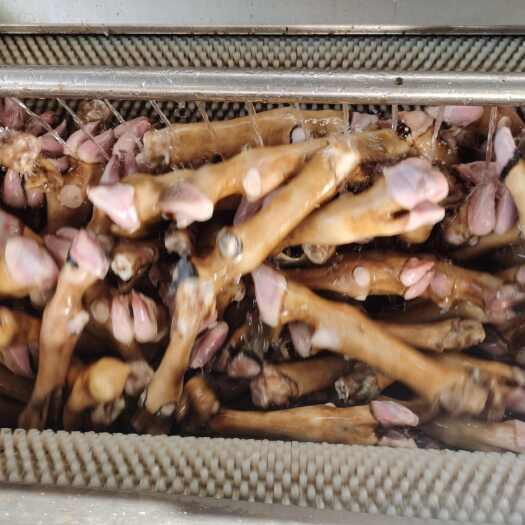 菏泽火烧育肥羔羊蹄