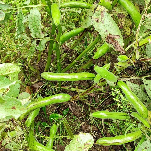 蚕豆 香蕉豆