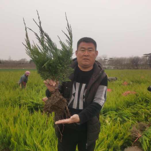 泰安龙柏小苗 高度40公分50公分60公分龙柏苗基地
