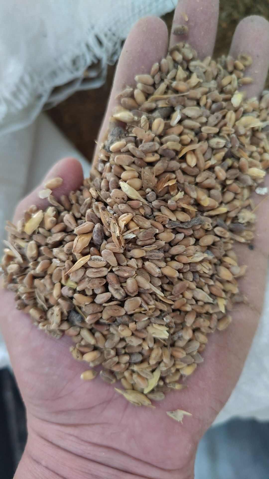 受损小麦