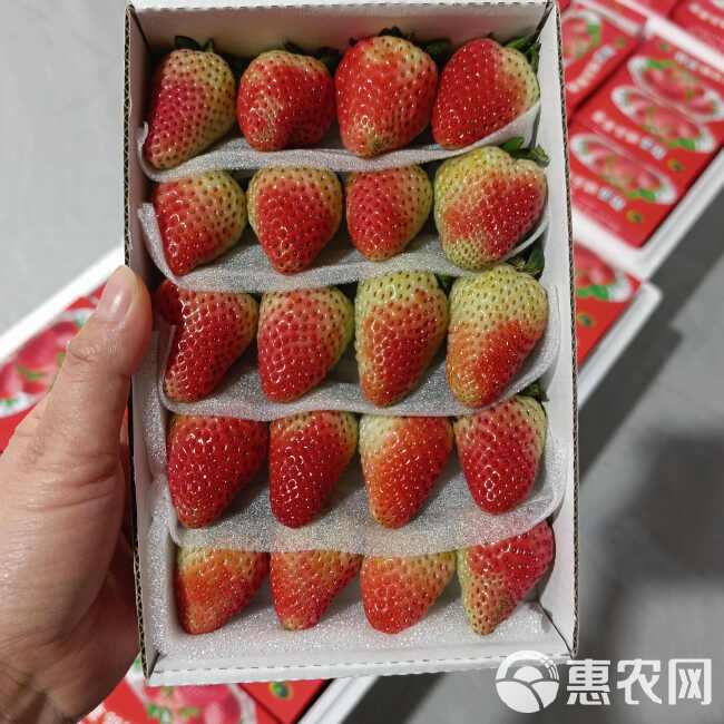 云南四季双流草莓基地直供，商用糖葫芦烘焙茶饮