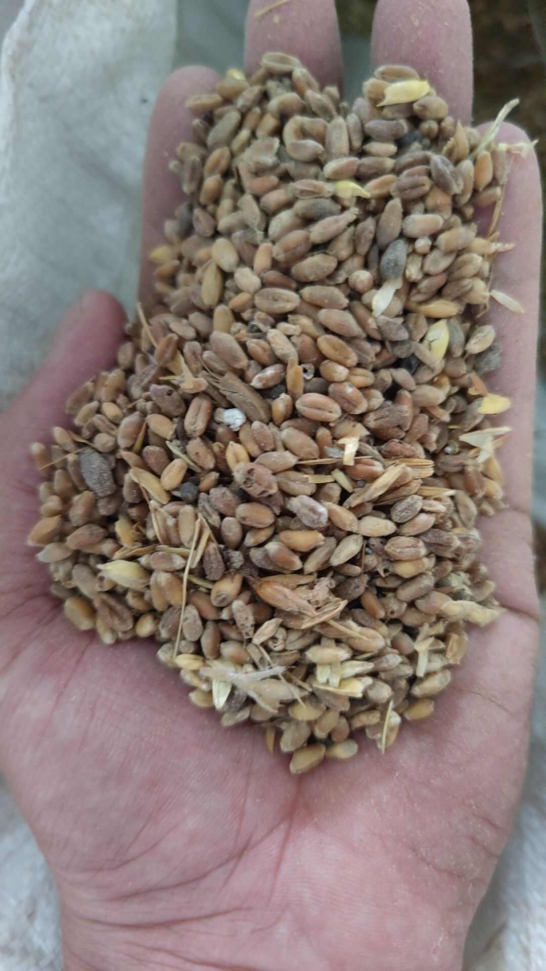 受损小麦