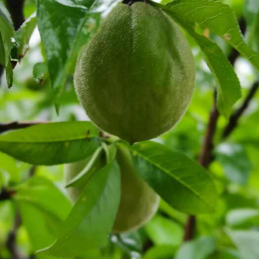 灵山县自家种水密桃，脆甜。