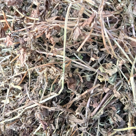透骨消   铜钱草      自然生长非人工种植今年新货
