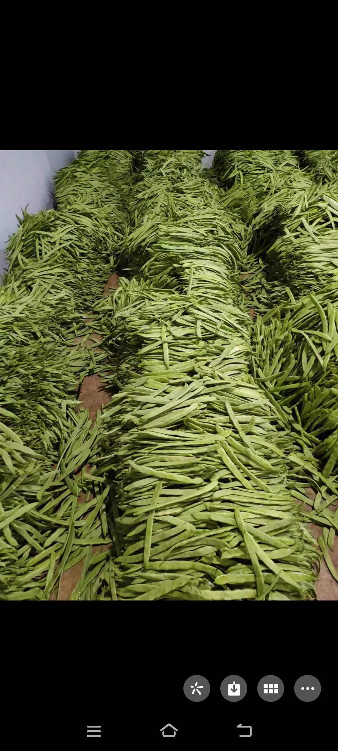 精品芸豆大量有货