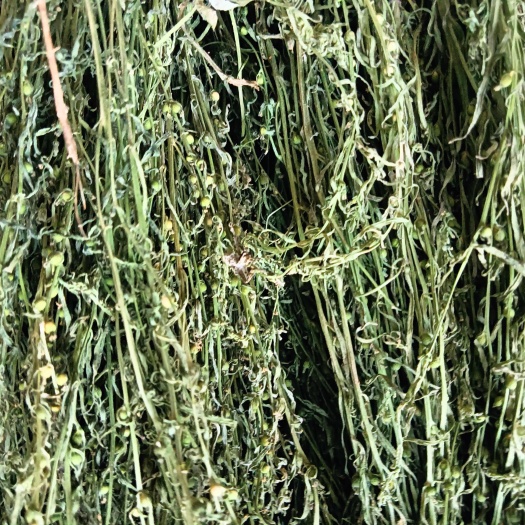 百蕊草   麦黄草  新货非人工种植新货